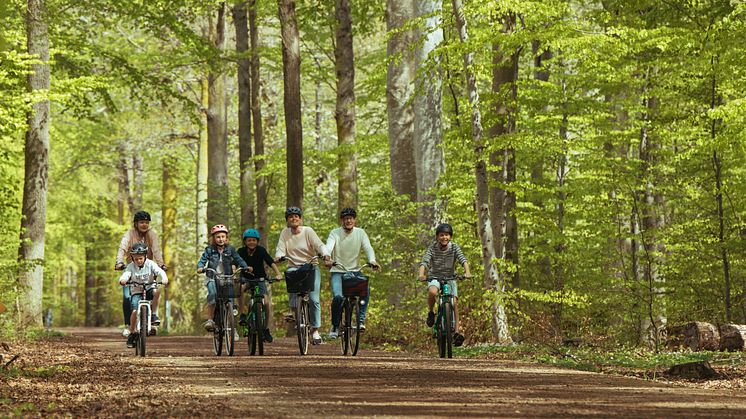 visingsö ekskogen1