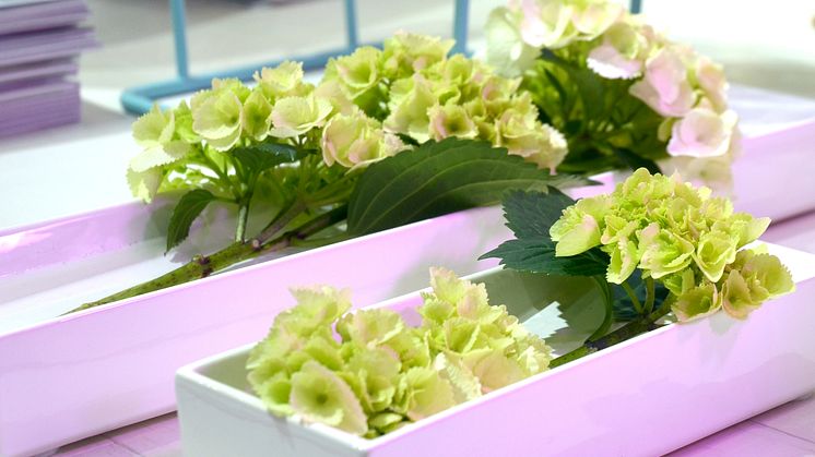 Hortensia