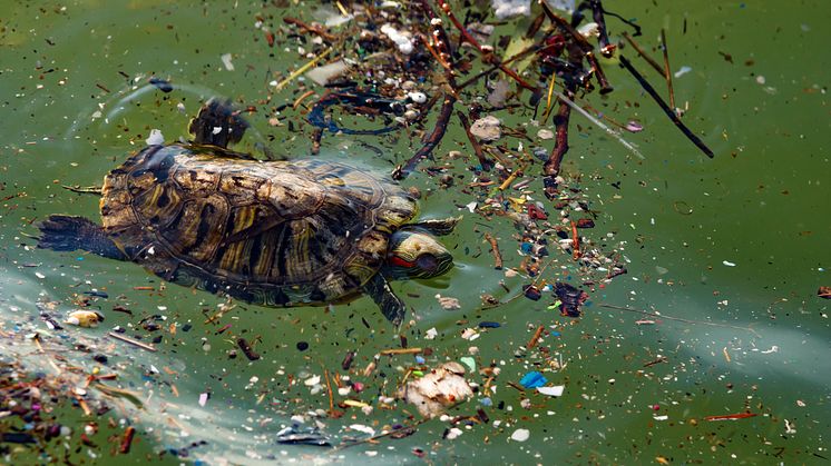A turtle battles  through plastic marine pollution.  Soon, says the UN, there'll be more plastic than fish in the oceans. (iStock credit: canaran )