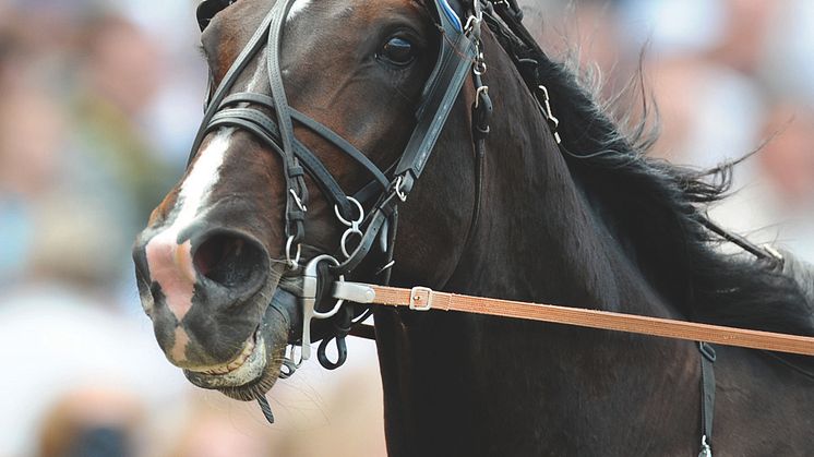 Lövgren drömmer om ny seger för Brioni i Olympiatravet