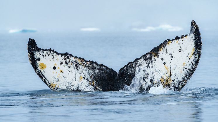 Wilhelmina Bay Antarctica (Credit_Hurtigruten Foundation and Yuri_Matisse Choufour)