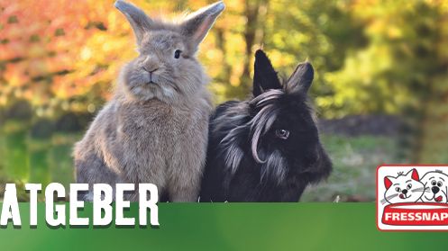 Fressnapf Tierratgeber 02/2019: Alles für ein artgerechtes Kaninchenleben