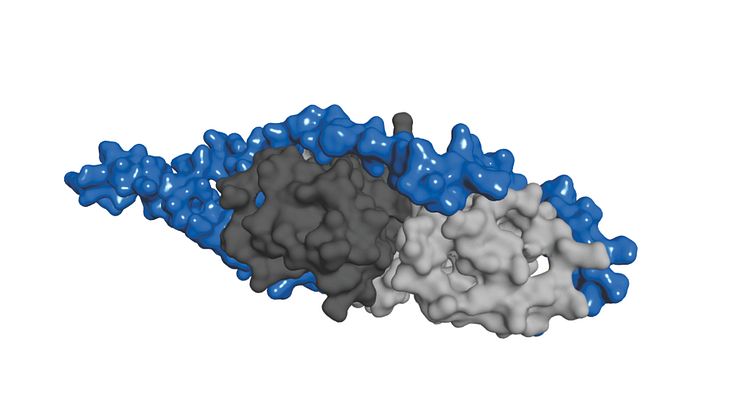 The chaperone binding part of YogH (blue) binds around the protein SycH (grey) in a horse shoe shape.