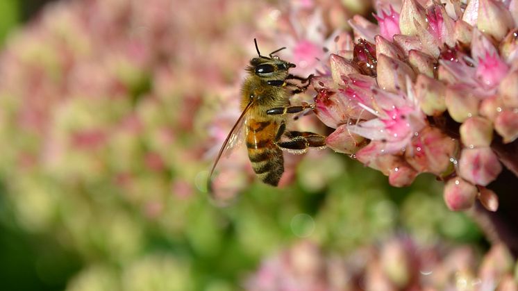 Hjälp bina - bjud på en mångfald av blommande växter