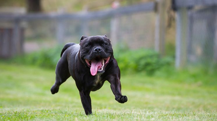 Springande staffordshire bullterrier
