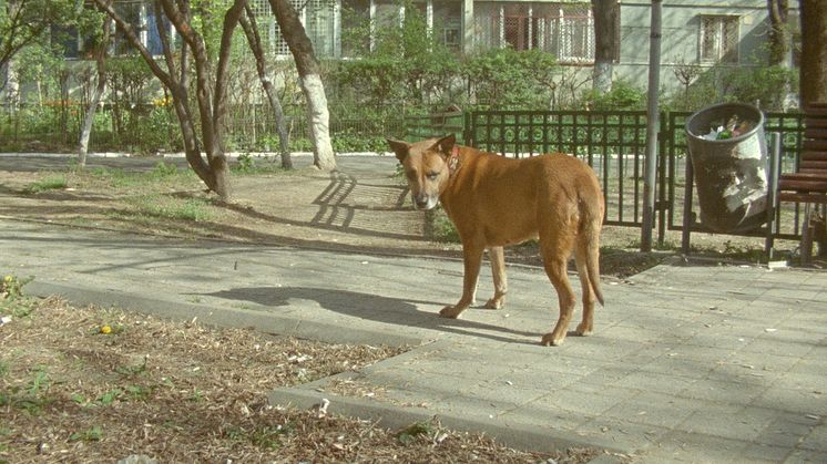 From the film: The Dogs of Sector X © Nanna Debois Buhl
