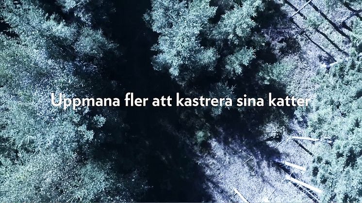 Informationskampanj #Förvarendakatt film 2