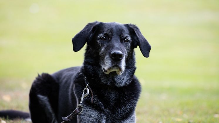 Ta hand om den äldre hunden