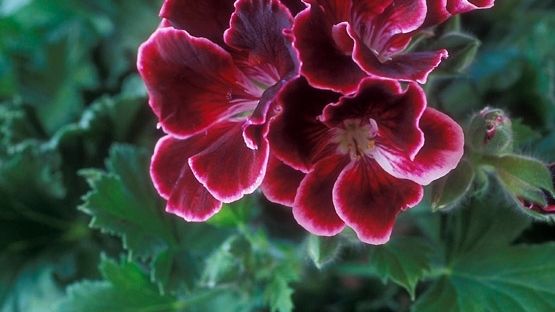 Månadens blomma - februari. Engelsk Pelargon och Julros