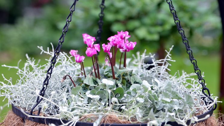 Cyclamen mitis Origami