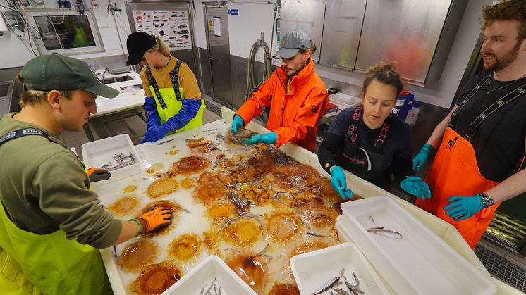 Sorting jellyfish (Photo: Frida Cnossen/Akvaplan-niva)