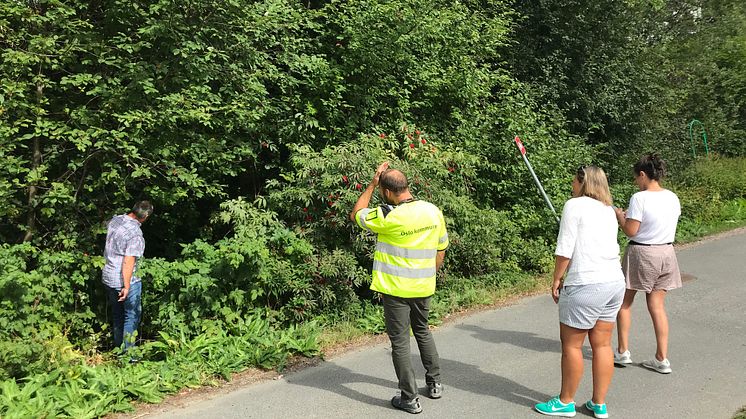 Dette ble gjort på Vestli i 2018, og slik skal det jobbes i 2019