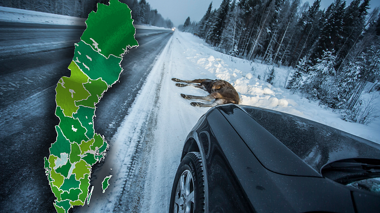 Färre viltolyckor 2022: Här är risken att drabbas störst 