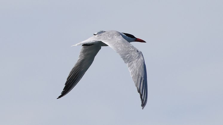GPS-försedd skräntärna flyger Afrika tur och retur i BirdLife Sveriges naturvårdsprojekt. Foto: Ulrik Lötberg