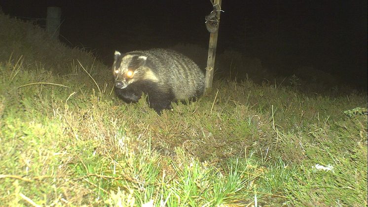 Badgers caught on camera