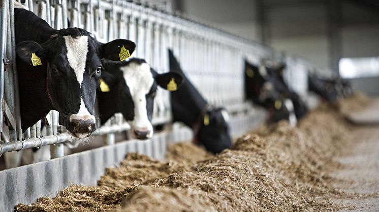 Fordele ved tidlig omlægning til non-gm-foder for mælkeproducenter