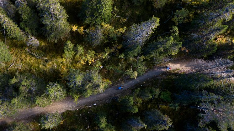 Downhill-led i Lofsdalen Bike Park
