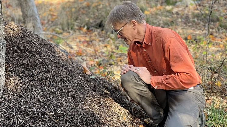 Fredrik Ronquist, professor i entomologi vid Naturhistoriska riksmuseet är forskningsledare för projektet DarkTree som ska kartlägga outforskade delar av insekters släktträd.