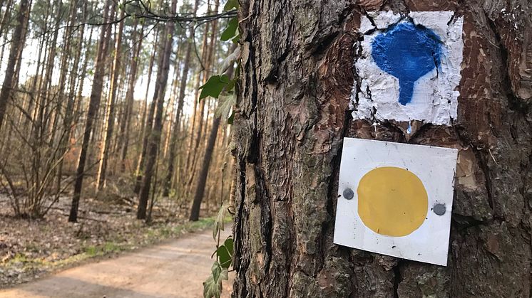 Schorfheide-Wanderweg_TMB-Fotoarchiv_Mathias_Schäfer