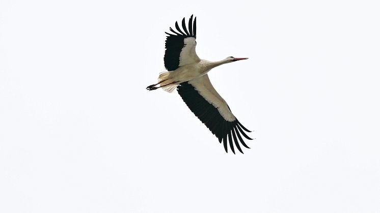 20240228_Storchennest Langerringen