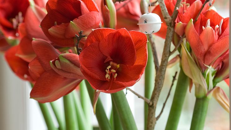 Amaryllis – julens skönhet