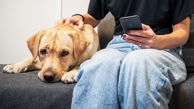 I många fall kan de vanligaste hälsoproblemen hos hund hanteras med råd och behandling hemma. Foto: Sveland Djurförsäkringar
