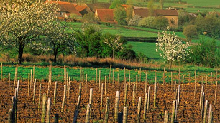 Ännu en Bourgogne-nyhet från Torres Sweden