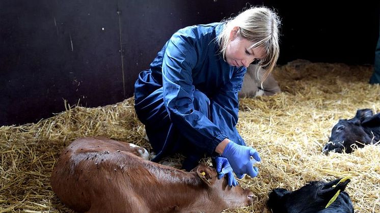 Distriktsveterinärna Forsheda, foto: Hallpressen