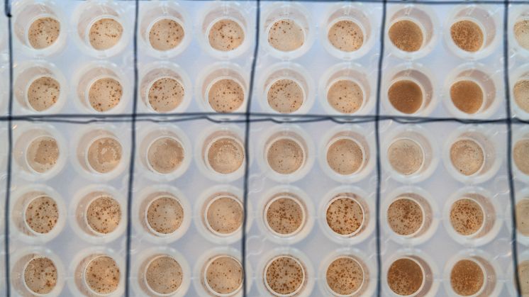 Bilden visar T-celler som känner igen coronaviruset och kan bekämpa infektionen. Varje prick är reaktionen från en T-cell på sars-cov-2-virus. Foto: Magnus Johansson/Linköpings universitet