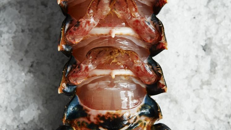 Lobster GS