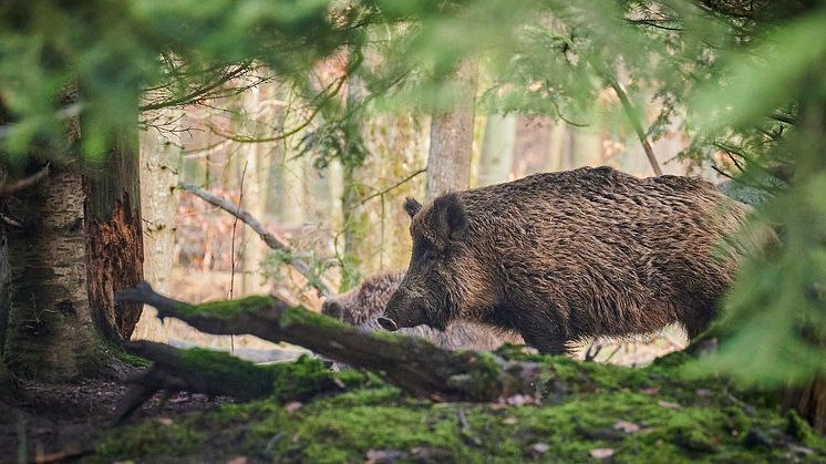 Genrebild vildsvin, foto: Pixabay