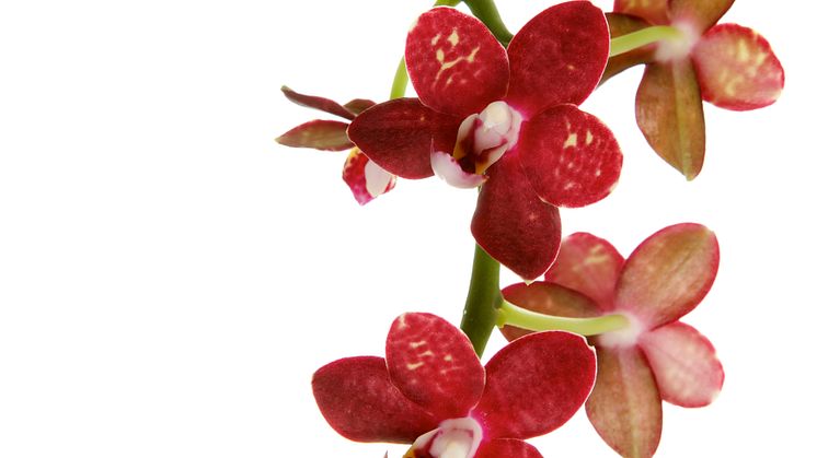 Brudorkidé phalaeopsis