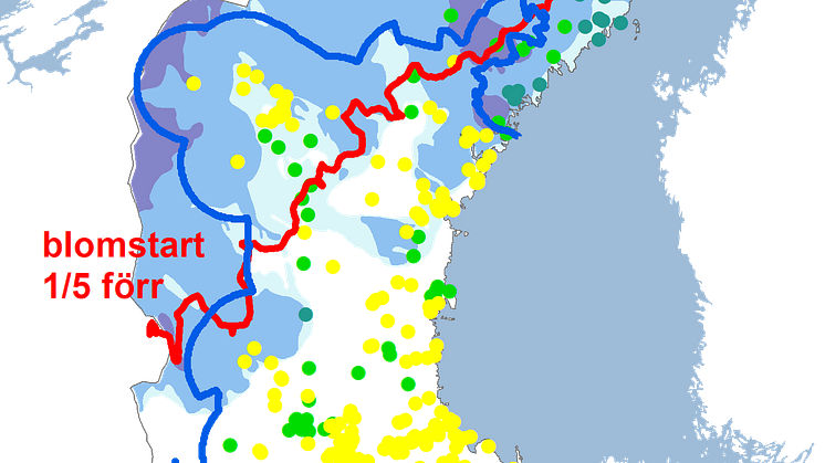 blåsippa2024snö.png
