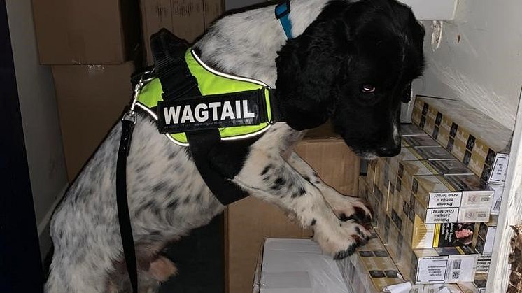 Sniffer dog Birch in action.
