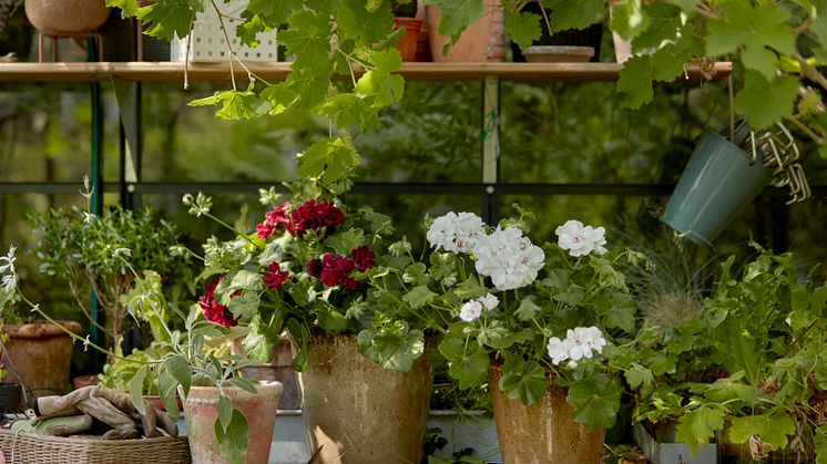 Under Coronapandemin har miljontals människor för första gången börjat att odla. Foto: Pelargonium for Europe