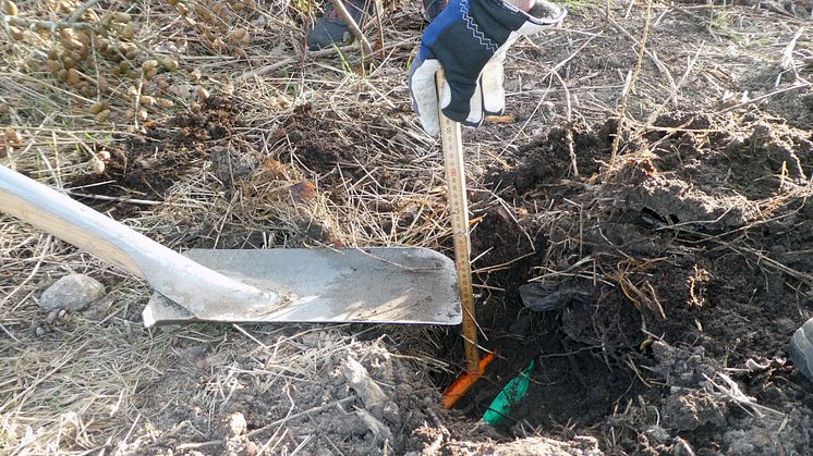 12 cm vid mätning