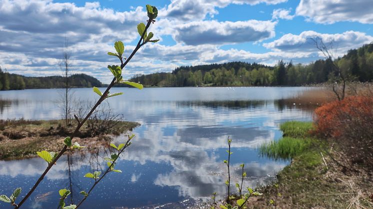Naturmål i Halland. Kungsjölederna, Varberg. Foto Sandra Arntsberg.