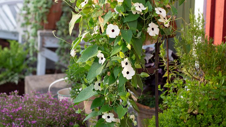Årets Sommarblomma 2023 Thunbergia alata Svartöga foto annikasnaturligating (11)