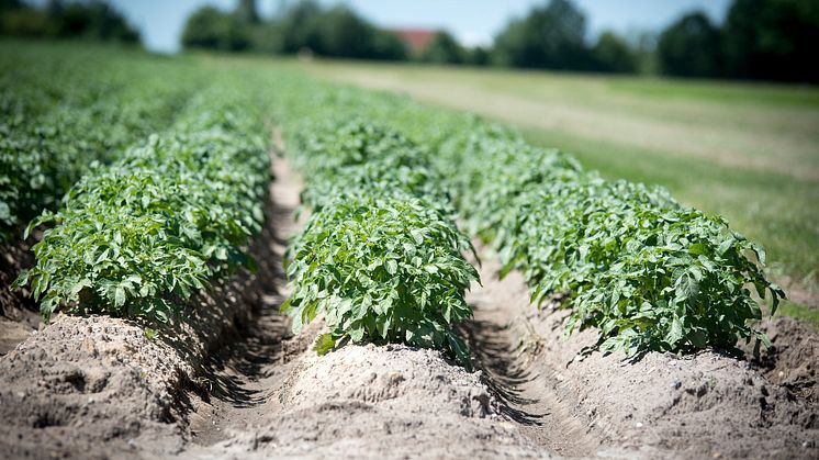 Hektarskörden av matpotatis inklusive färskpotatis var 30 590 kilo per hektar år 2021. Det är 8 procent mindre än 2020 års slutliga hektarskörd. Även odlingsarealen minskade kraftigt. Foto: Pixabay.