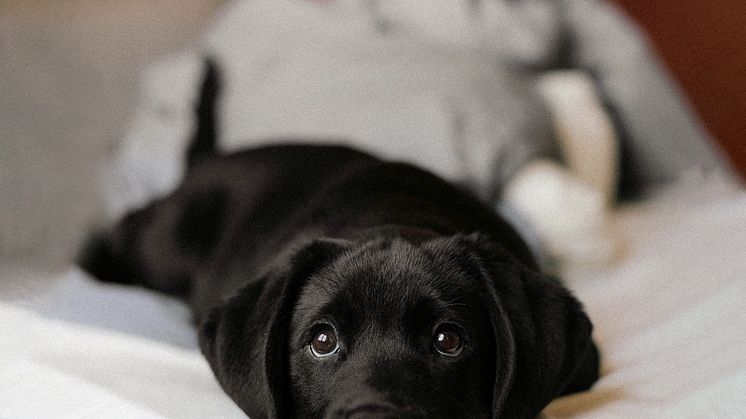 Att välkomna en kattunge eller hundvalp till sitt nya hem
