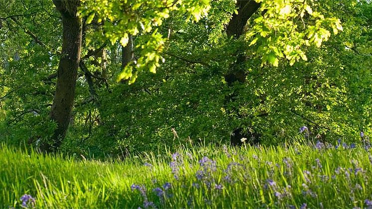 World Benchmarking Alliance: Nestlé rangerer øverst i "Natur" kategori blandt 350 fødevarevirksomheder  