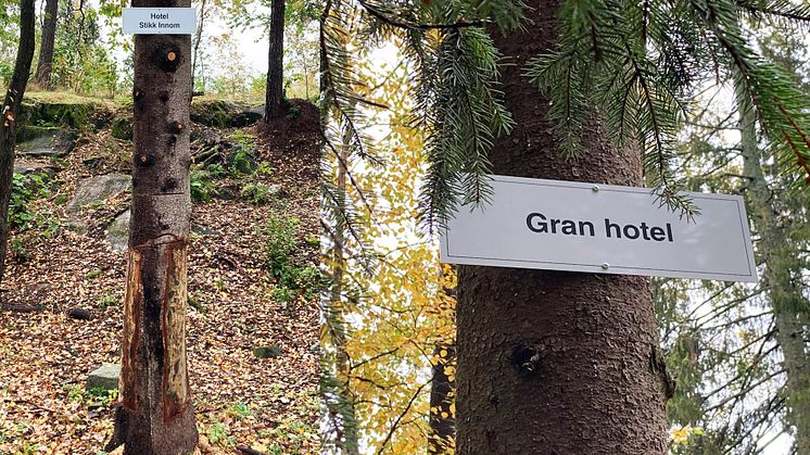 Nå kan insektene sjekke inn på Hotel Stikk Innom eller Gran hotel. 