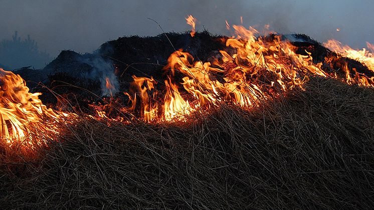 Bild på gräsbrand. 