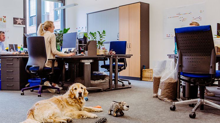 In der Fressnapf-Unternehmenszentrale "Alltag": Der Kollege Hund ist mit am Arbeitsplatz