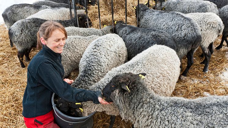 Antalet får i Sverige har minskat med 7,1 procent sedan 2019. Foto: Calle Bredberg, Scandinav.