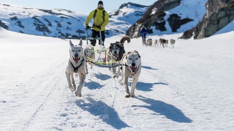 Auf Hundeschlittentour in Sirdal. Photo: Sirdal Huskyfarm
