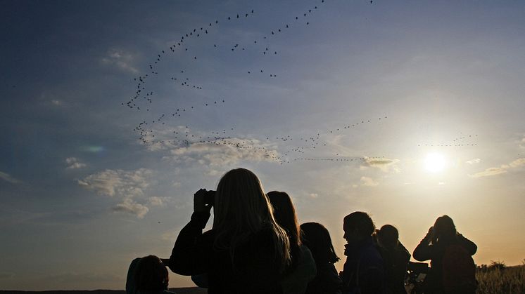 Immer wieder spektakulär: Der Anflug der Kraniche und Wildgänse im Natur-Erlebniszentrum Wanninchen im Spreewald. Foto: Ralf Donat / Heinz-Sielmann-Stiftung