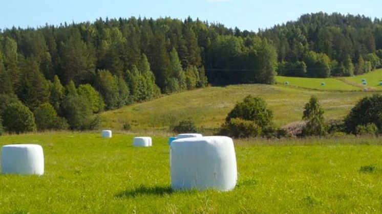 Maria Forshufvud invald i KSLAs Jordbruksavdelning