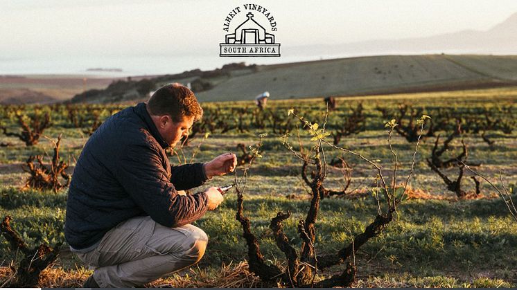 Alheit Vineyards Cartology 2022 - Ny årgång av mytomspunnet vin!