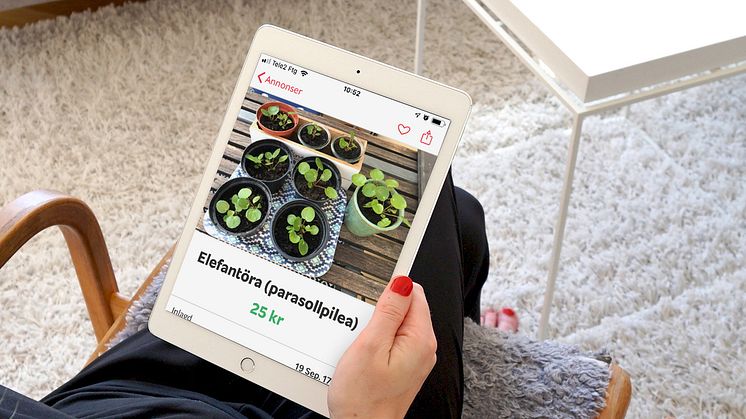 Sticklingar, växtlampor och miniväxthus säljs som heminredning på Blocket